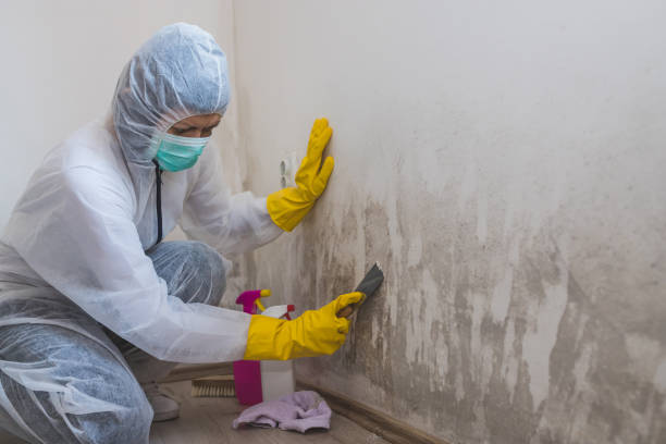 Best Black Mold Removal  in Ogden Dunes, IN