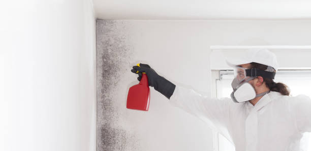 Mold Removal Process in Ogden Dunes, IN